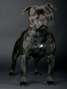 стаффордширский бультерьер